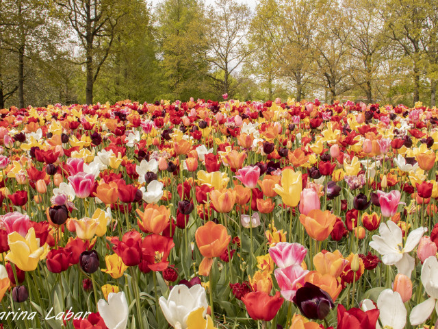 Keukenhof - Amsterdam - photo 20