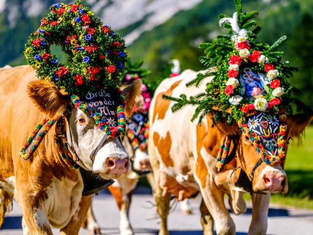 Transhumance - La descente des alpages - photo 20